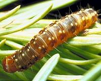 An artificial diet may make it easier to rear insects
