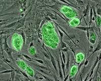 Major breakthrough in stem cell manufacturing technology