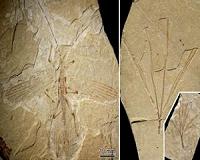 Birds, mammals drove camouflage adaptations of stick, leaf insects