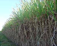 Massive East Timor Land-For-Biofuel Plan Raises Hackles