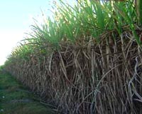 Next Gen Cellulosic Ethanol Research And Demonstration Plant