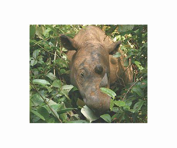 Rare birth of Sumatran rhino brings hope for endangered species