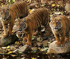 Interpol wildlife operation results mark Global Tiger Day
