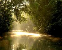 Protecting flood-controlling mangrove forests pays for itself
