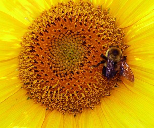 Can sunflowers help defeat the 'insect apocalypse'?