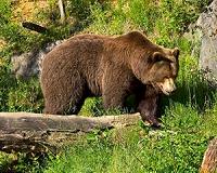 Croatian village gives shelter to abandoned bears