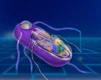 Math modeling integral to synthetic biology research