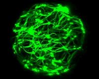 Mechanics of the cell