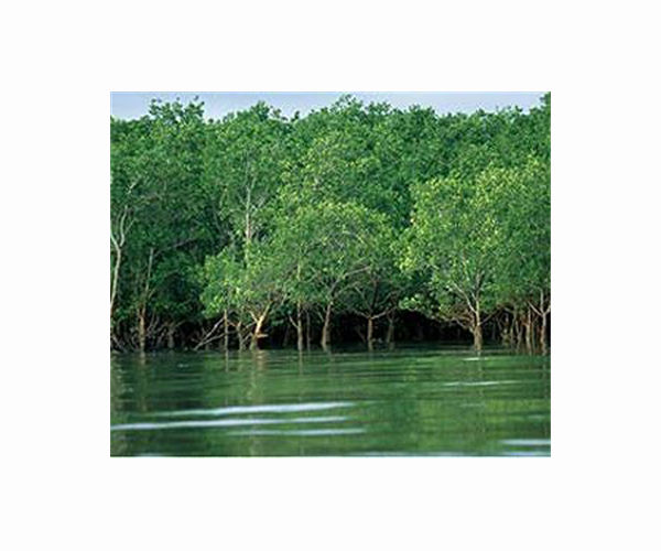 Kenyans heal devastated land with the power of mangroves