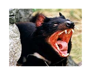 Less ferocious Tasmanian devils could help save species from extinction
