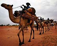 Put kangaroos, camels on Australian eco-menu: scientists