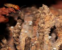 Fertile and long-living: Termite queen defies limits of biology