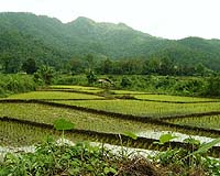 Thai rice region under climate threat: Greenpeace