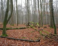 Woodlands in Europe: More tree species, more benefits