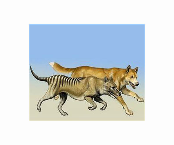 World-first footage reveals secret life of a dingo