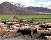 Just How Old Is The Tibetan Plateau
