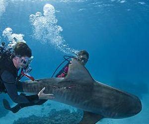 Tracking the deep sea paths of tiger sharks