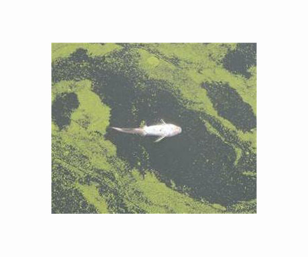 Polluted Lebanon lake spews out tonnes of dead fish
