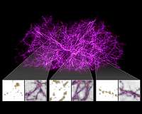 Slime mold simulations map the Universe's dark matter