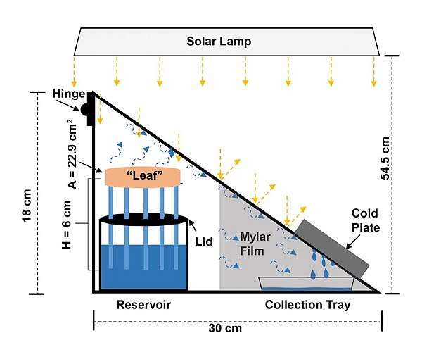 Synthetic tree enhances solar steam generation for harvesting drinking water