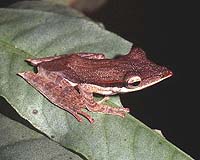 Sri Lanka Finds 35 New Amphibian Species, But Shrinking Habitat A Threat