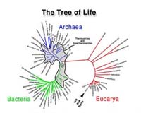 Bacteria Do Not Have Species