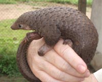 All global trade banned in endangered pangolins