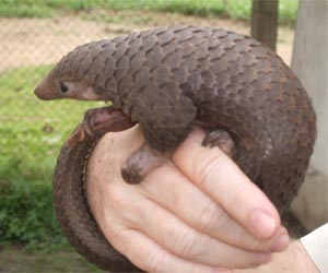 Thai police seize nearly 200 pangolins