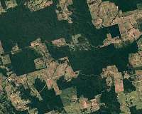 Lost trees hugely overrated as environmental threat, study finds