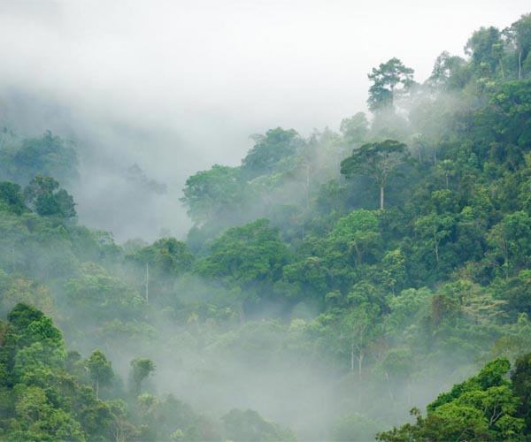 Humans have been degrading the American tropics for 500 years