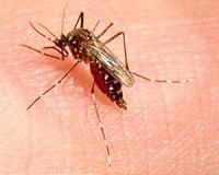 Brazil army will go door-to-door in fight against Zika