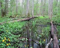 Swamp microbe has pollution-munching power