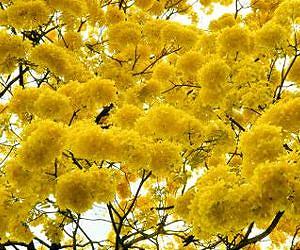New research shows that temperature influences tropical flowering