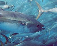 EU confirms closure of industrial tuna fishing season