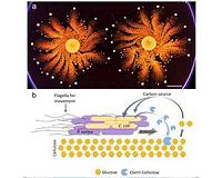 Motile and cellulose degrading bacteria used for solid state cellulose hydrolysis