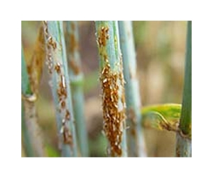 Formidable fungal force counters biofuel plant pathogens
