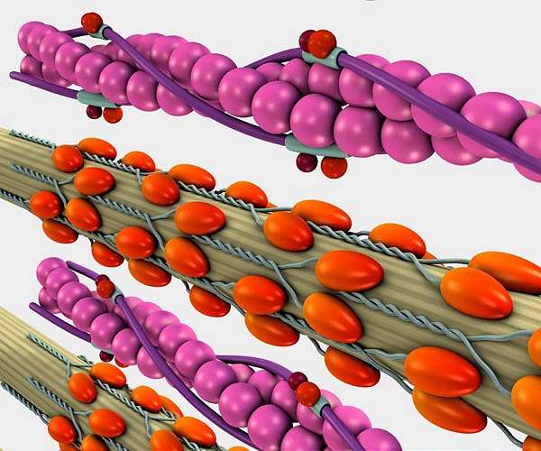 UCLA scientists develop durable material for flexible artificial muscles