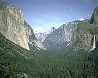 Yosemite's largest trees vanishing