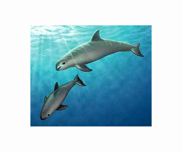 Inbreeding won't doom the last of the vaquitas, but fishing might: study