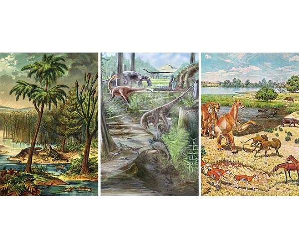 Accelerated marine carbon cycle during the Miocene linked to tectonic activity