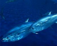 Key Pacific panel agrees to 50% cut in young tuna catch