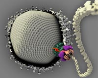 Biologists Unravel Mechanism Structure Of Powerful Virus Molecular Motor