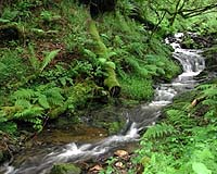 Aquatic Insect Family Trees Provide Clues About Sensitivity To Pollution