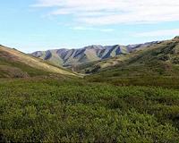 Climate warming accelerating carbon loss from thawing Arctic soils