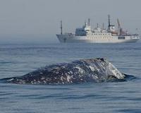 Deal with oil giant helps near-extinct whale recover