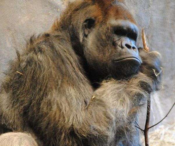 Big beats: Gorilla chest thumps 'signal' body size