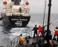Japan to arrest anti-whaling activists: report