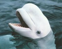 NOAA: Cook Inlet beluga whales endangered