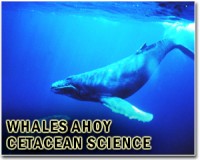 Whaling ban holds as conference ends in disarray