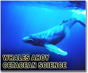 Australia hits out at Japan at whale research launch
